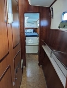 2010, African Cats, Fast Cat 435